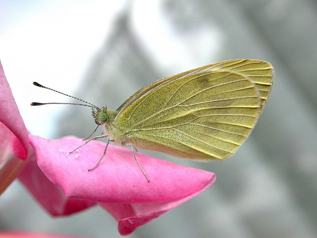 Pieris brassicae romana